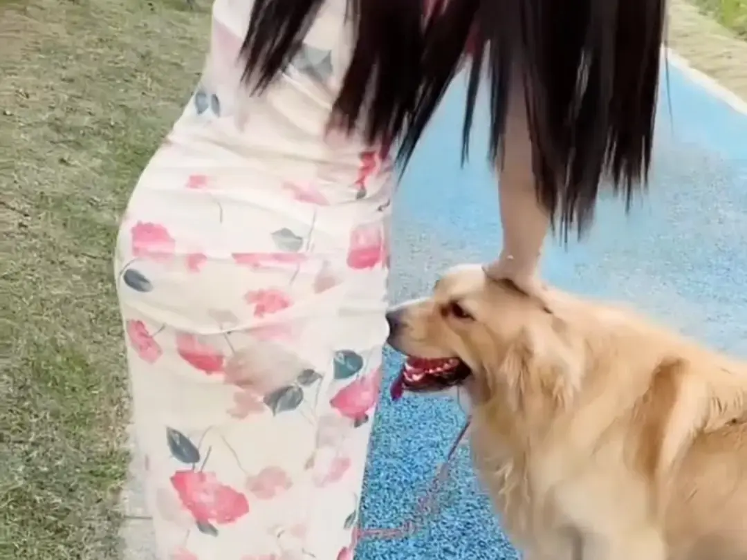 《抖音香香公主与爱犬金毛》科普视频完整版在线免费观看-香香公主与爱犬直播回放网盘资源免费领取-抖音香香公主与爱犬金毛全集合集